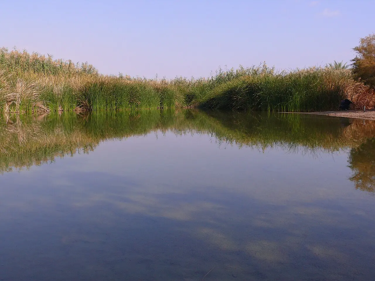 Reeds reflected in a still pool at Einot Tzukim