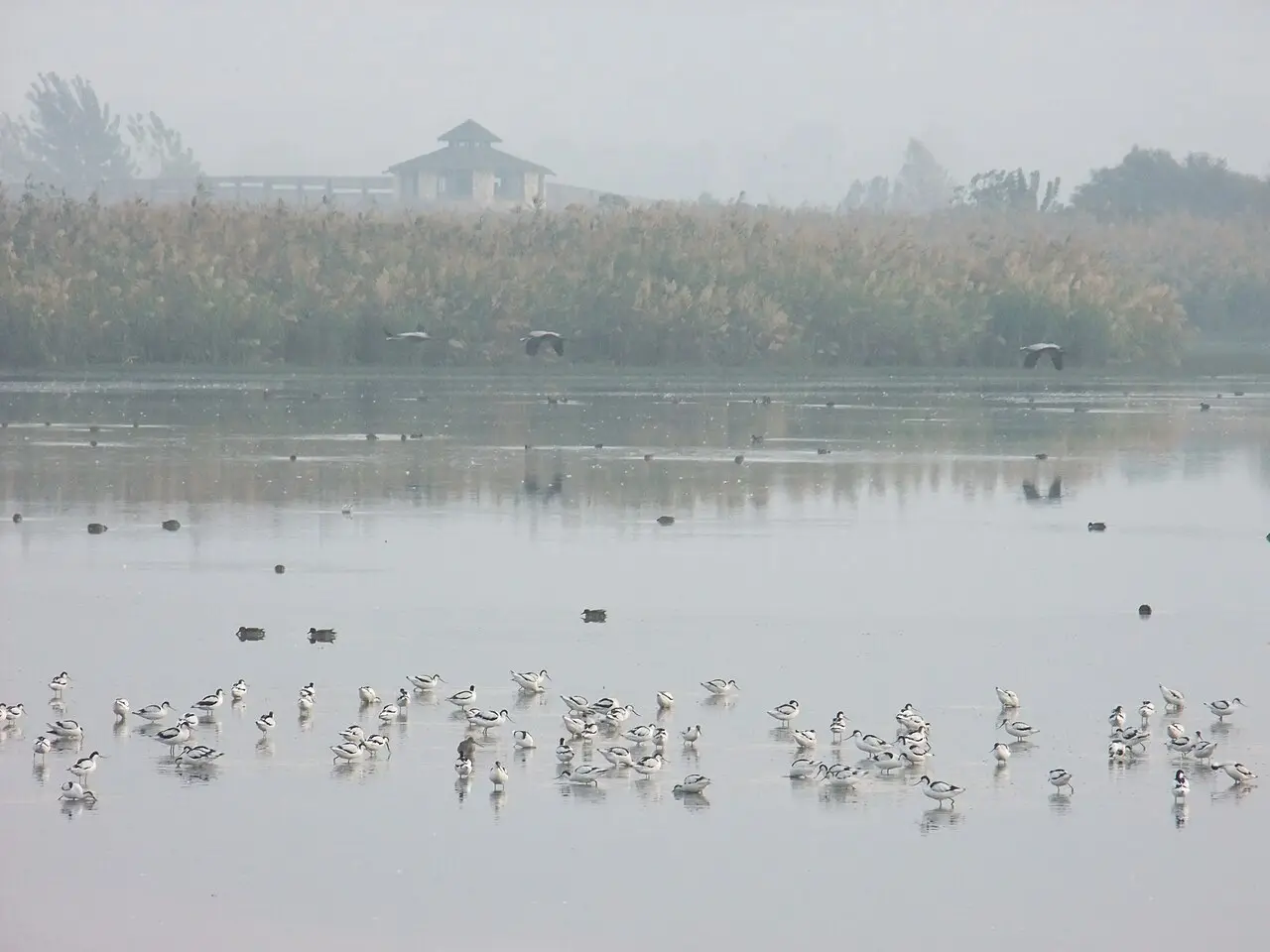 Waterbirds on the lake at Agamon Hula on a misty morning, a hide on the far shore