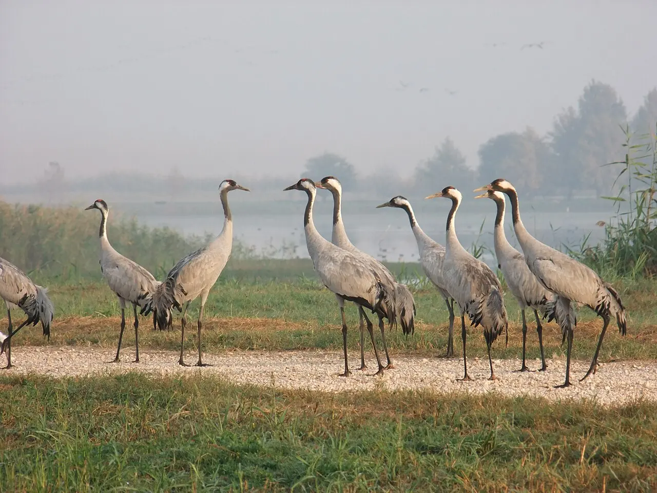 Common cranes standing at the edge of the fields at Agamon Hula