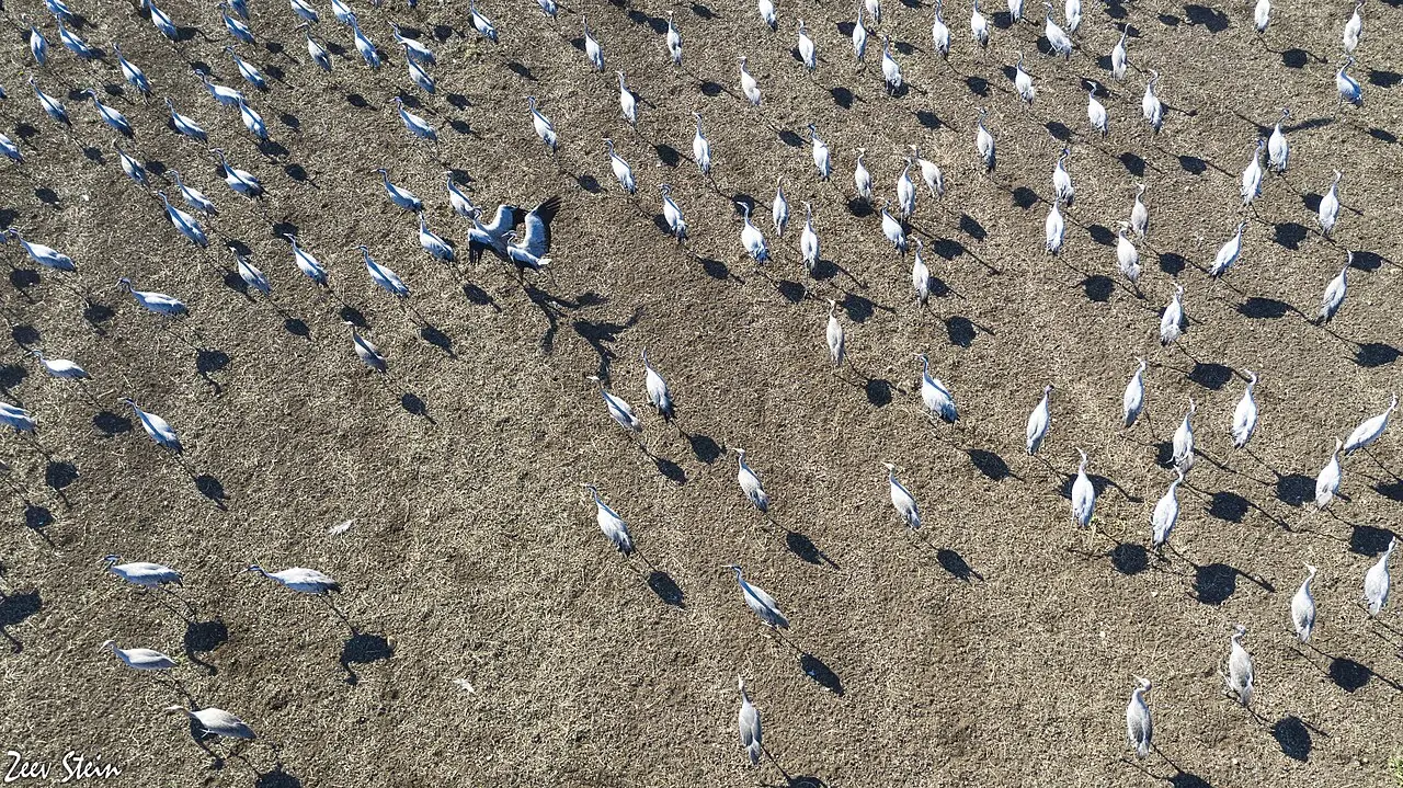 Hundreds of cranes on the ground at Agamon Hula, seen from above