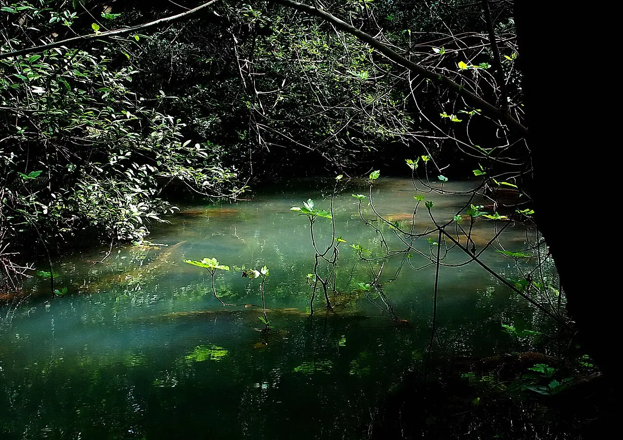A still green pool under the trees at Tel Dan