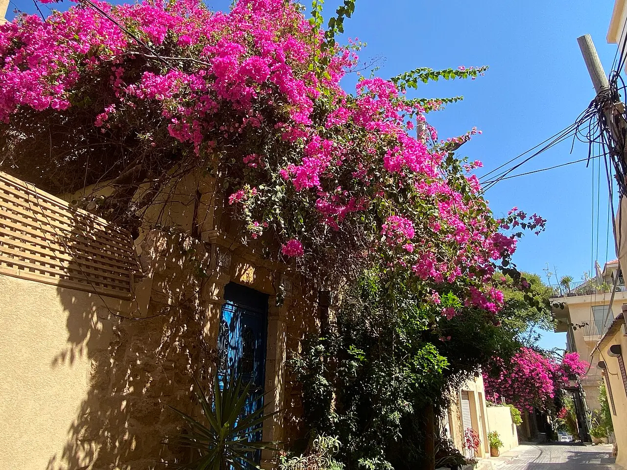 Bougainvillea spilling over a garden wall in Ajami