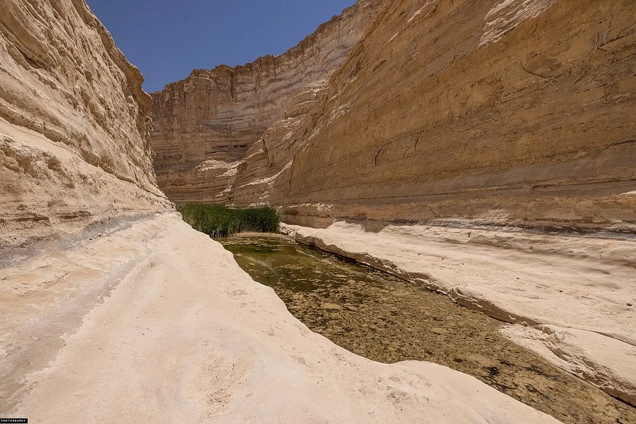 The canyon of Ein Avdat, its chalk walls rising above the stream bed