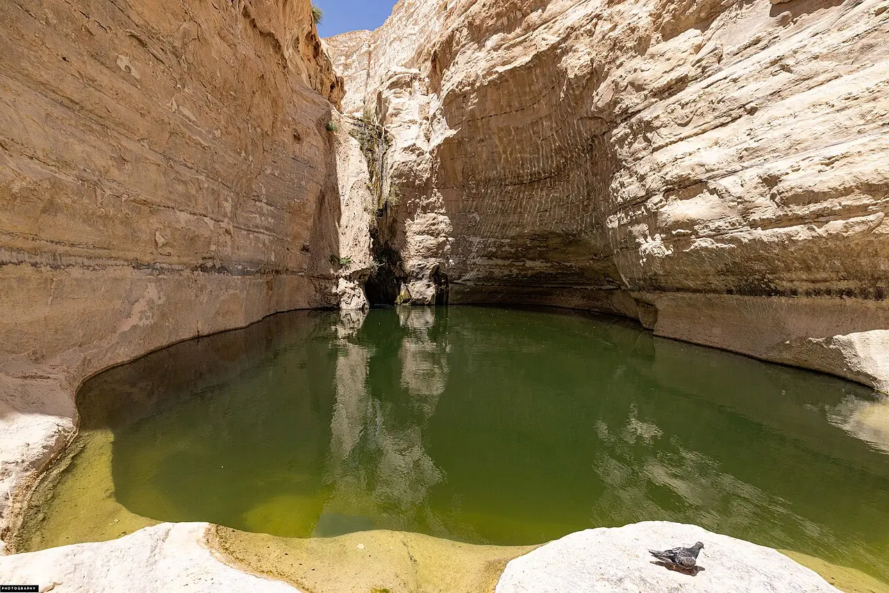 A green pool between the white canyon walls at Ein Avdat