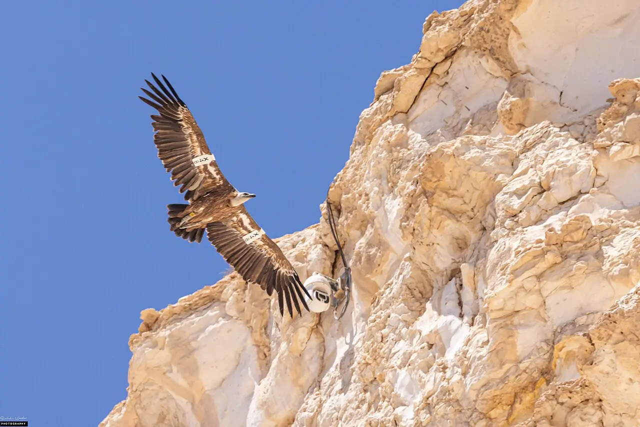 A griffon vulture in flight beside the chalk cliffs of Ein Avdat