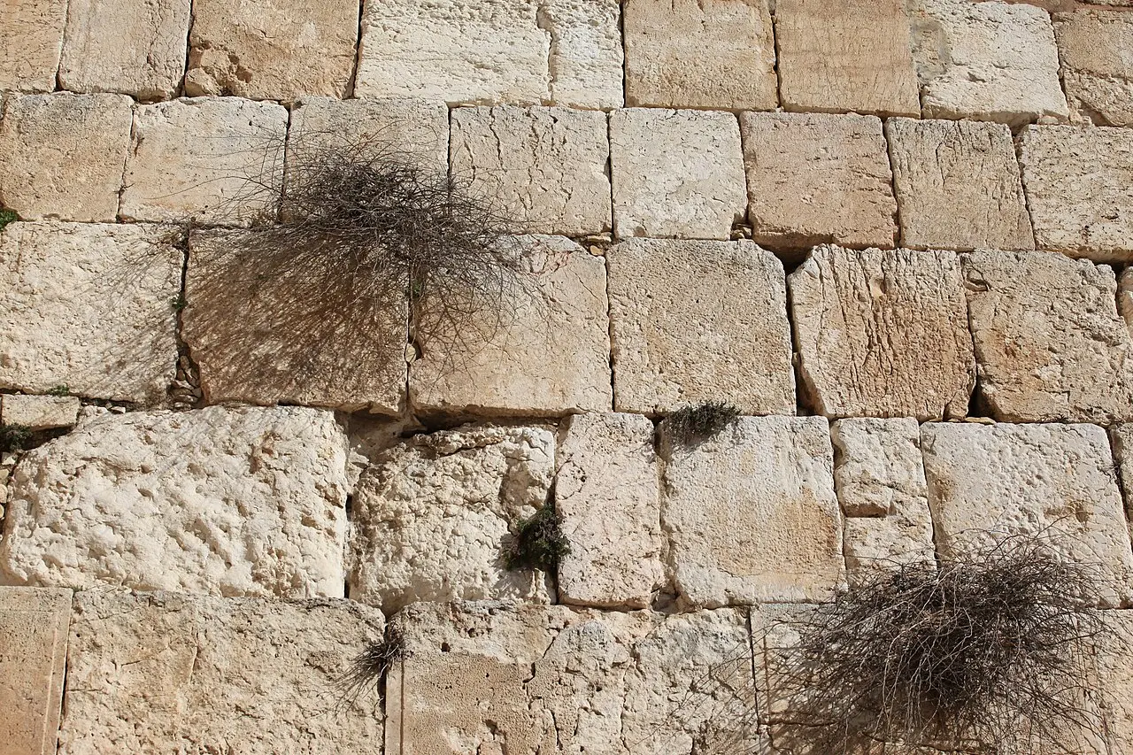 The great dressed stones of the Western Wall, caper bushes growing from the joints