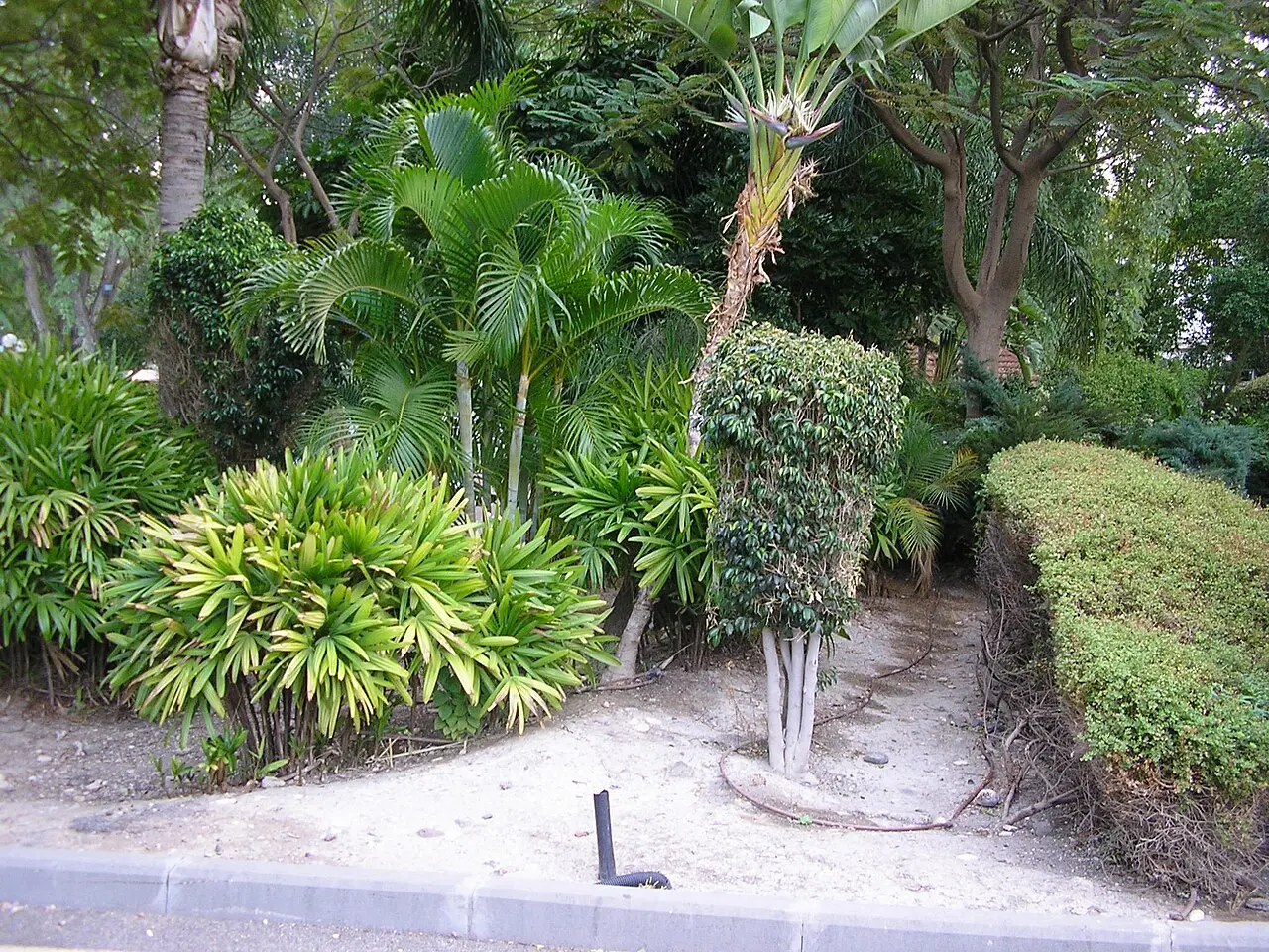 Palms and clipped shrubs along a path in the park at Hamat Gader