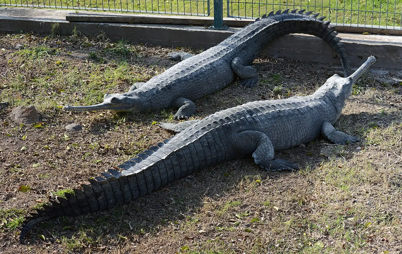 Two gharials basking in the crocodile farm at Hamat Gader