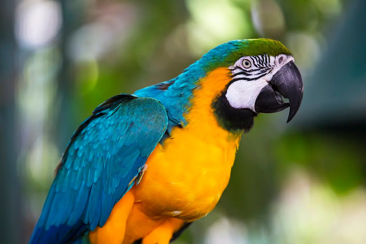 A blue-and-yellow macaw in the park at Hamat Gader