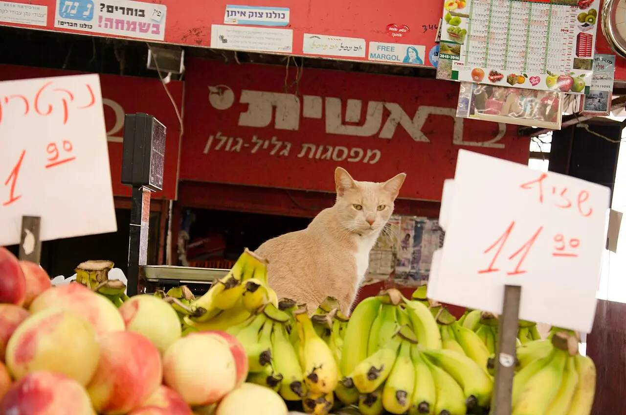 A cat sitting among the peaches and bananas on a Carmel Market fruit stall
