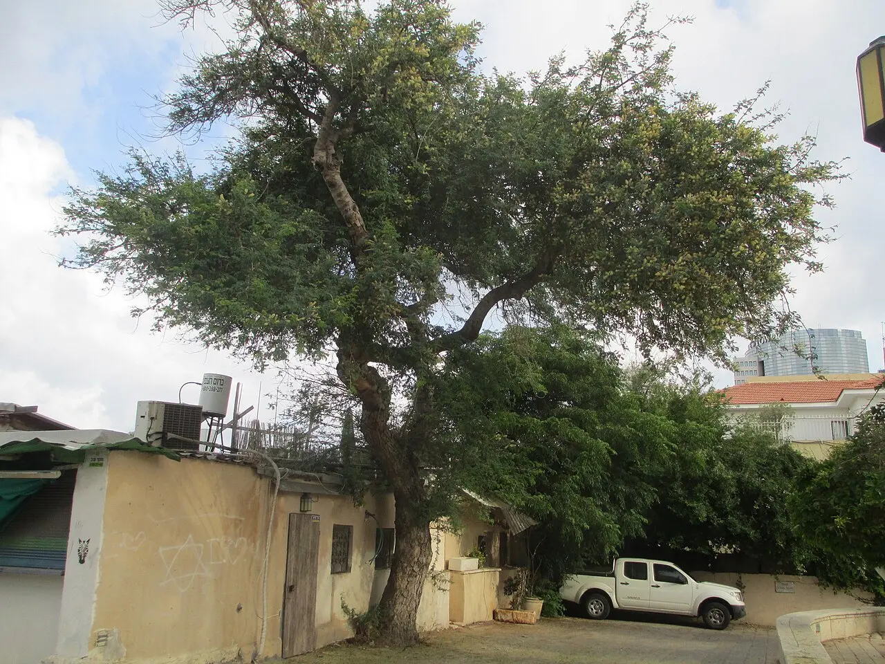 An old white acacia spreading over the low houses of Neve Tzedek